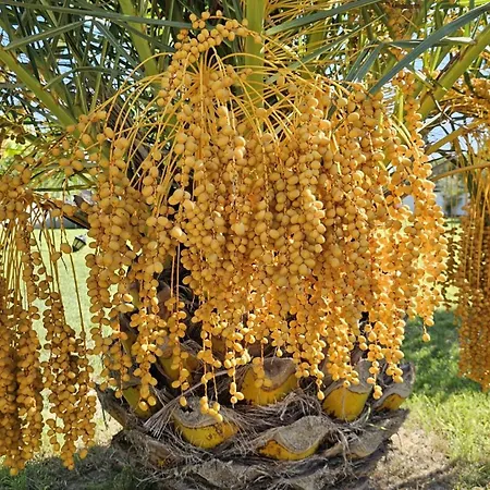 Bade Dalyan